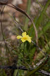 Grooved flax